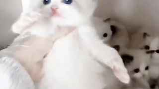 Cut kittens