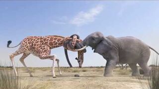Elephant vs Giraffe Water Fight 2