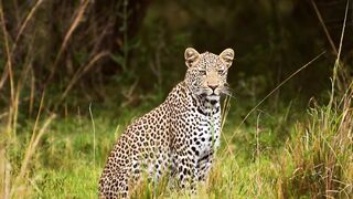 leopard 4k