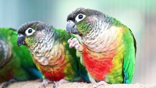 parrots 4k