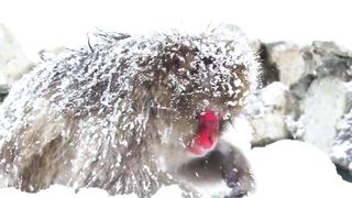 monkeys 4k