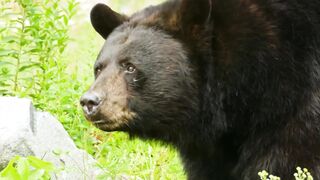 bears 4k
