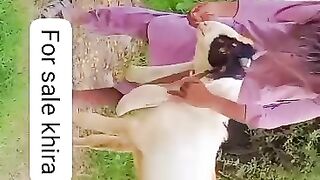 Khera Bakra for sale