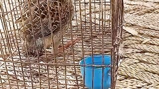 Dukni teetar for sale