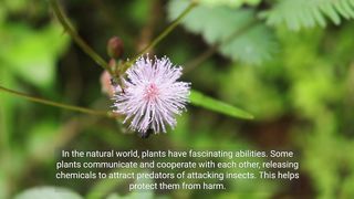 10 amazing facts about plants and animals:
