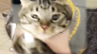 The Cat is Resigned ????????