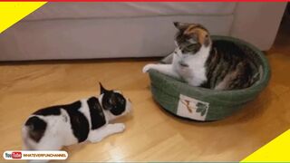 Short Funny Animals Vines ???????????? Funny Animals Compilation - Whateverfun!