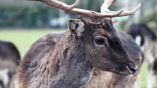 very beautiful deer 4k