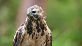 falcons 4k
