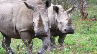 rhinoceros 4k