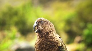 wonderful parrots 4k