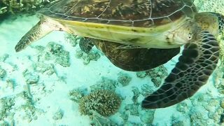 Roaming the Earth: Travel Tales and Tips