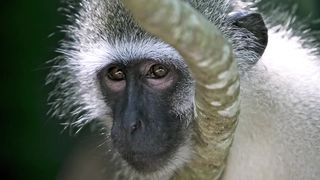monkeys 4k 2