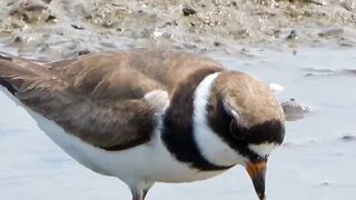 Birds eat worms