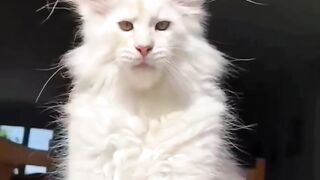 Beautiful #V #barbie #cat #divando