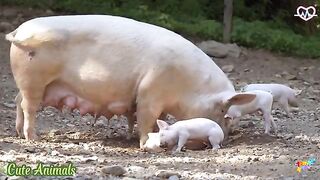 Funny farm animal moments Pig- Moose- Butterfly - Wildlife Animals Relaxation Film 4K.