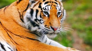 tiger 4k