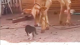 Cat and Cow Fight