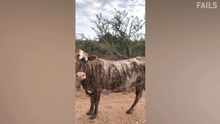 Try Not To Laugh ???? Funny Video 2020 - 30 minutes of Fails
