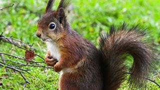 squirrels 4k