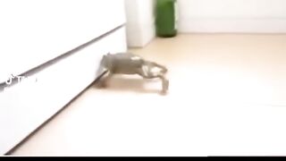 Funny TikToks for those who don't have TikTok