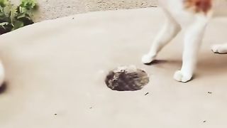 Funny video