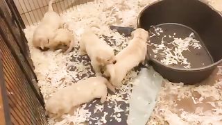 golden retriever puppys