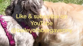 Bailey of abergavenny the dog playing with cousin rosie the shitzu