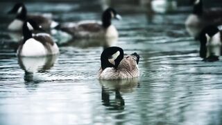 ducks are swimming 4k