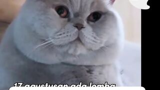 Lucunya reaksi kucing saat melihat keanehan ....???