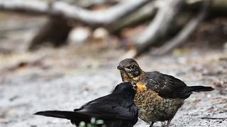 Birds hi birds mile ge yaha pe ap dekh ke muje comment karo