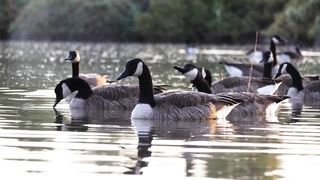 duck 4k..