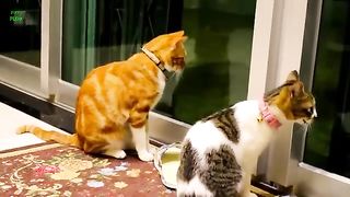 Funny Cats and Kittens Meowing Compilation 12