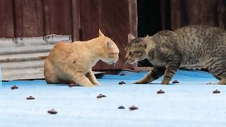 Cat fighting 4