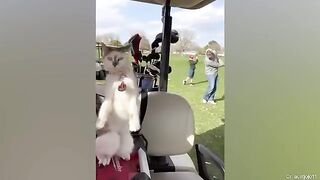 Best Funny Animal Videos 2023-- Funniest Cats And Dogs Videos