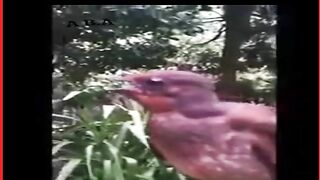 Wonder bird.دنیا کا واحد پرندہ جو 1 ہی سانس میں 25 قسم کی آوازیں نکالتا ہے.#birds #birdsinnature