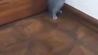 Funny cat 201