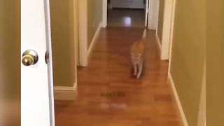 MEOW_ So Funny_ Funniest Cats and Dogs 2023 ----