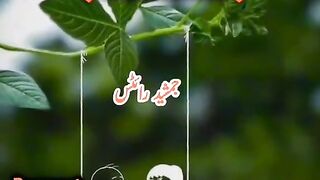Hazrat Ali quotes in Urdu 38