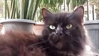 KUCING MANDI LUMPUR NGIKUT TREND TIKTOK