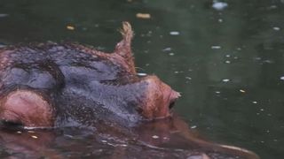 behemoth under water 4k