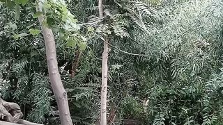 Beautiful trees