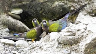 a pair of parrots is very beautiful 4k