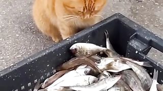 ЛЮБОВТА  ЩЕ СПАСИ СВЕТА