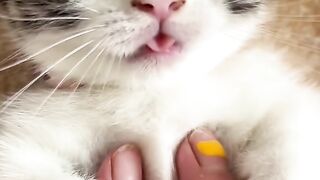 funny cats 17
