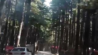 Forest 2