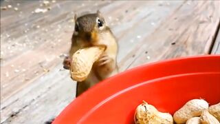 A squirrel feeding cheeks full of food cute chipmunk mukbang Peanut and acorn mukbang