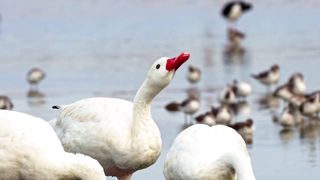 geese swim 4k