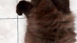 Cat's funny behavior while sleeping