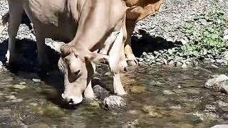 ANIMAUX D'AFRIQUE